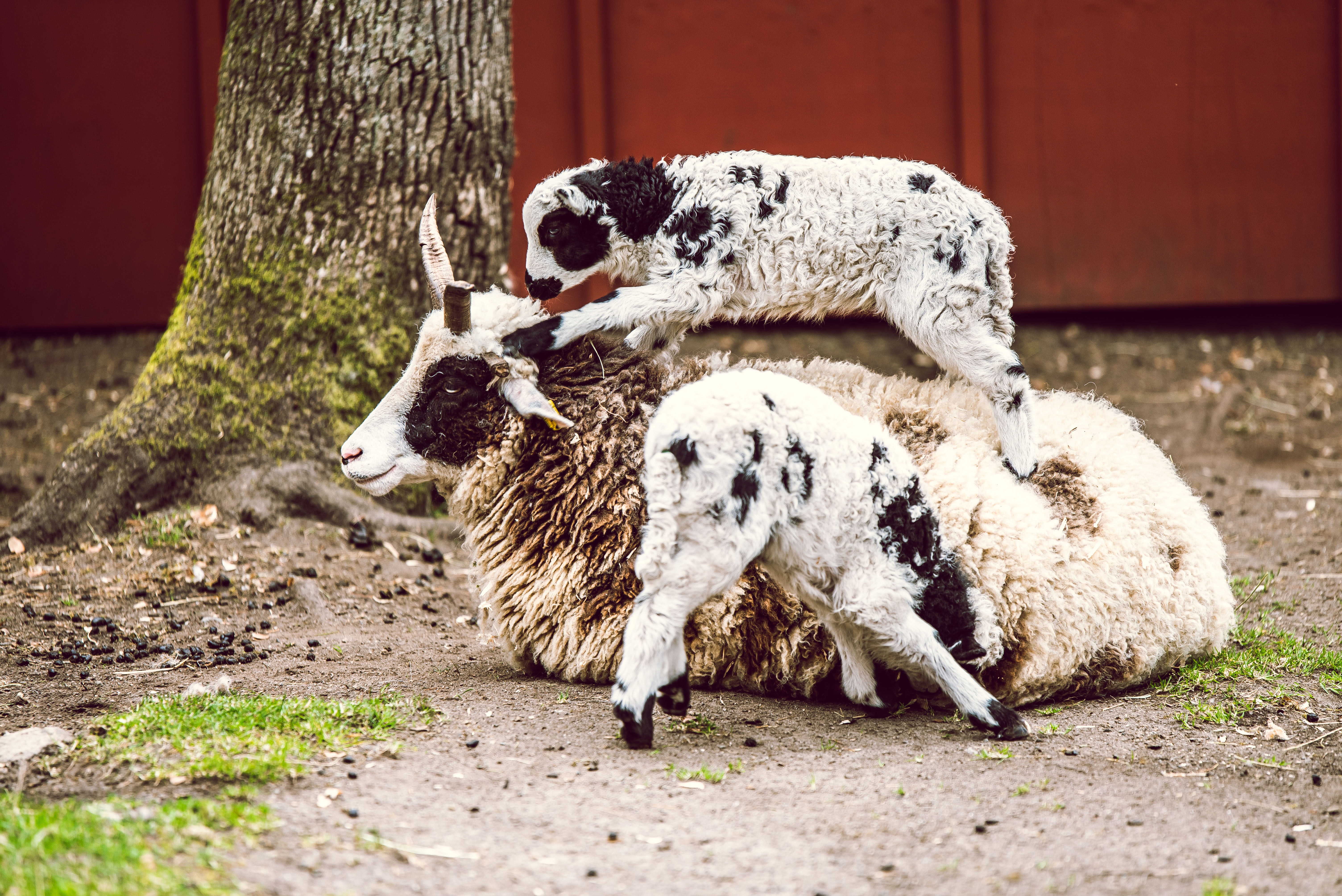 Lamb having trouble with overgrown wool